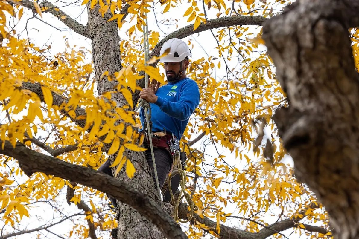 Skilled Tree Transplanting crew working in White Stone