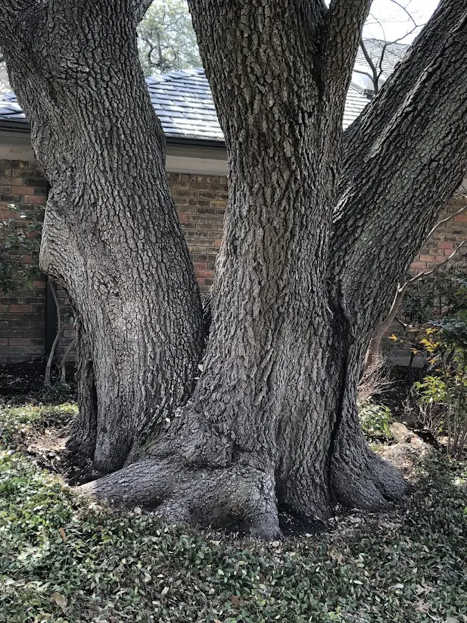 Mature heritage tree close to a White Stone property cared for by certified arborists