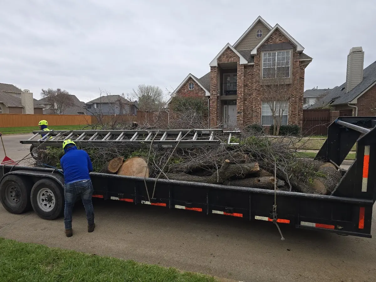 Expert Tree Removal with proper safety equipment in White Stone